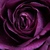 Lila - Virágágyi floribunda rózsa - Minerva